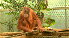 Orang-Utan.jpg